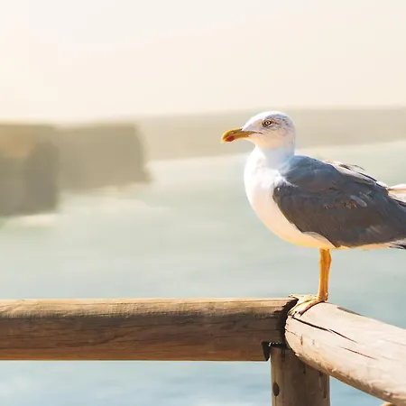 Haus Kormoran * 보르쿰